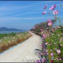 꽃길 - 군산시 구영6길 75 | 꽃길