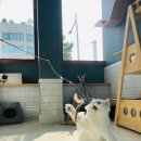 잔다냥 강동점 이미지