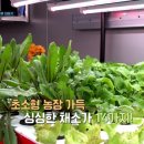 양승주농장 네이버블로그