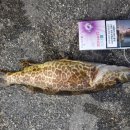 진보주유소 이미지