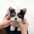 서정대학교부설 반려동물센터(펫인쥬 애견유치원호텔24) | 강진강아지분양 일대일 집중케어 받아요