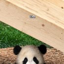 엄마 워토우 쌔비지해서 몰래 먹던 괴도루빵🐼 루이바오💜 이미지