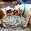 (주)퍼니펫 이미지