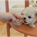 스타일펫 | 주안펫샵 화이트말티푸 입양후기