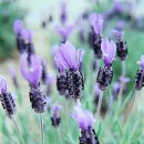 라벤다 이미지