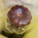 따신밥상(주) | 7월 둘째주는 홍양오시기 전 인생최대 먹부림을 찍어보자!! (인후통,삼계탕,고기,맥주,콩나물쭈꾸미...