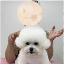 벨몽드펫 | 용전동애견미용 용전동 강아지 미용실 체험후기