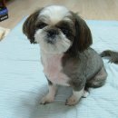 분당-265 이미지