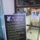 개꿀잼 애견카페 이미지