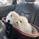 스마일동물병원 | 대구 강아지 스케일링, 발치 후기 [북구 고성동 스마일동물병원]