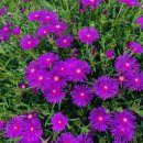 대신태양광 이미지