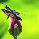 정양늪생명길 이미지