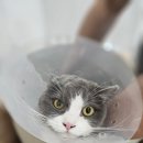 블루랙돌 | [관악고양이미용] 바이블루 렉돌 미용목욕후기