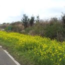 석항마을 | (제주도)정석항공관 방면 유채꽃길,켄싱턴리조트후기,제주맛집