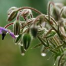 귀여운 꽃..보리지 : Borago officinalis 이미지