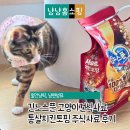 개봉육고기 | 긴노스푼 고양이건식사료 추천 통살치킨토핑 기호성 좋은 주식사료 후기