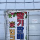 해마루농원 | 요즘 인기 폭발 🍓 포천 딸기따고 한강라면까지 먹는 해마루딸기농원