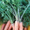 서리내농장 이미지