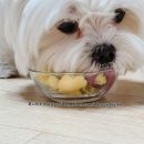 희또마미수제간식 이미지