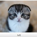 수원고양이분양 나비캣 이미지