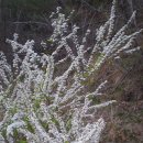 조팝나무(홑조팝나무, Spiraea prunifolia var. simpliciflora) 이미지