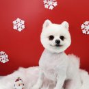 너랑나랑 행복하개 이미지