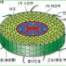 춘란(春蘭)의, 잎,가구경, 뿌리의 구조와 기능-2 이미지