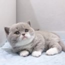 캣파라다이스 이미지