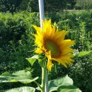 원앙슈퍼 이미지