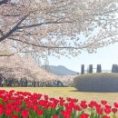 연지어린이집 | 울산 부산 근교 벚꽃 명소 ‘김해 연지공원’(주차장, 4/2 실시간 개화 상황)