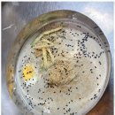 서동밀면 이미지