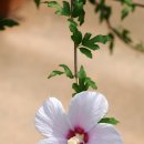 화성무궁화 이미지