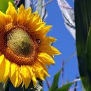 해바라기 이미지