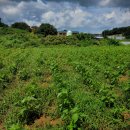 석문농장 이미지