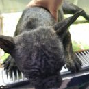 미사늘봄동물병원 이미지