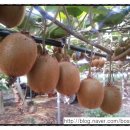 심가네 농장 이미지