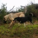 똥강아지 이미지