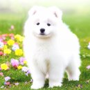 털보신집 이미지