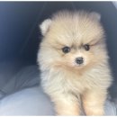 도그마루 고양이 강아지 무료분양 이미지