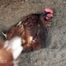 서산기쁨농장 이미지