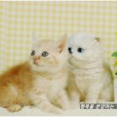 캣츠홀릭캐터리