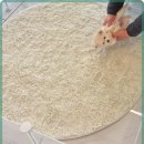 로얄펫 강아지분양 고양이분양 전주본점 이미지