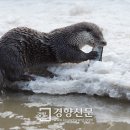 강원대학교 야생동물구조센터 이미지