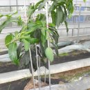 박이농장 이미지