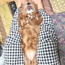 쁘니애견 이미지