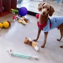 사랑애견 이미지