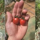 원리영농조합 이미지