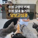 주차33 | 수원 고양이 카페 : 33개월 아이랑 냥보고심쿵 다녀온 후기 (주차정보)