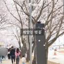 금파초등학교 | 김포 계양천 벚꽃 축제 먹거리 추천 현재 개화 상황 실시간 모습 ( 2024년 )