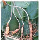 덕지농장 이미지